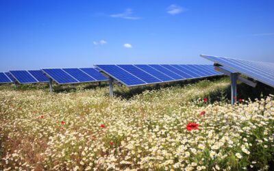 Extensive ecological survey of PV solar parks launched in Hungary